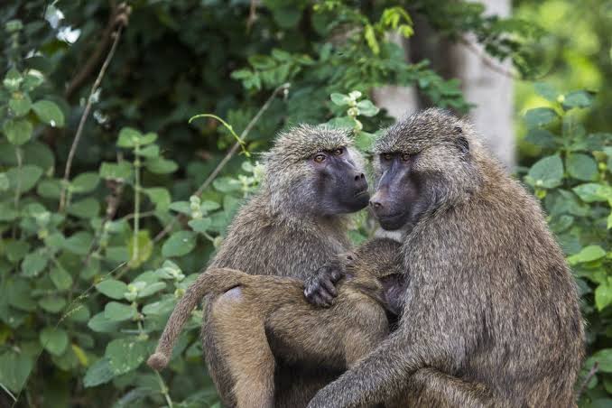 Yellow Baboons of Tarangire National Park