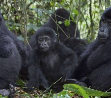 A Day in the Life of a Mountain Gorilla Family, Hour by Hour