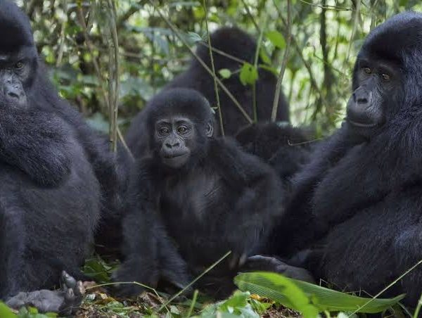 A Day in the Life of a Mountain Gorilla Family, Hour by Hour