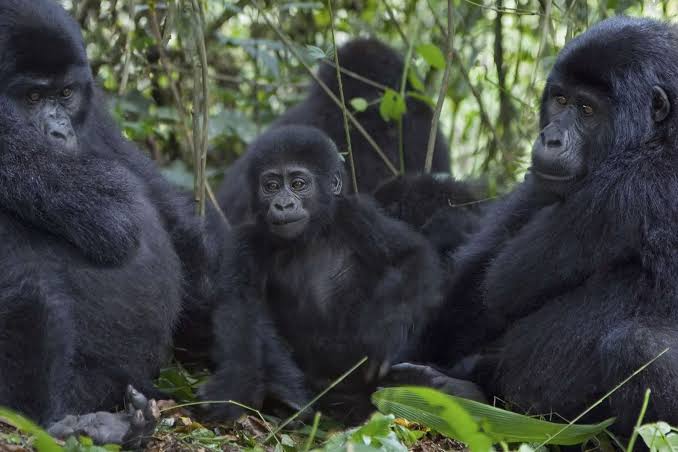 a Mountain Gorilla Family, Hour by Hour A Day in the Life of a Mountain Gorilla Family, Hour by Hour
