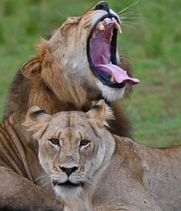 Lions in Akagera National Park, Rwanda, part of the park's reintroduced pride