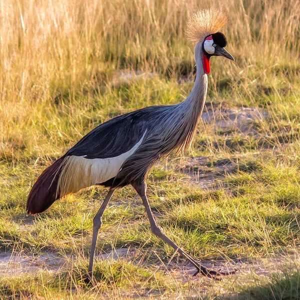 Grey crowned crane in Amboseli National Park, Kenya