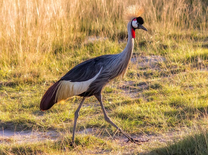 Grey crowned crane in Amboseli National Park, Kenya