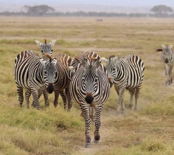 Zebras on the savannah in Amboseli National Park, Kenya