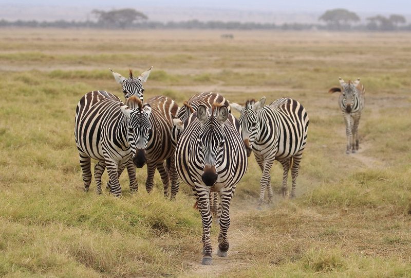 Zebras on the savannah in Amboseli National Park, Kenya