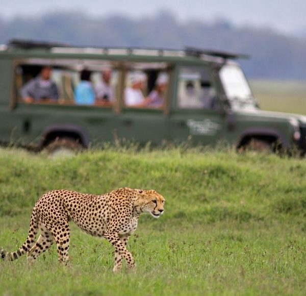 Cheetah beside a safari vehicle on a game drive near Arusha, Tanzania