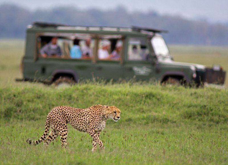 Cheetah beside a safari vehicle on a game drive near Arusha, Tanzania
