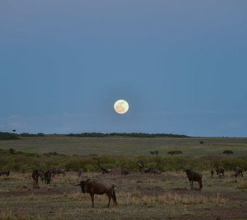 Full moon rising over the plains near Arusha, Tanzania, at dusk