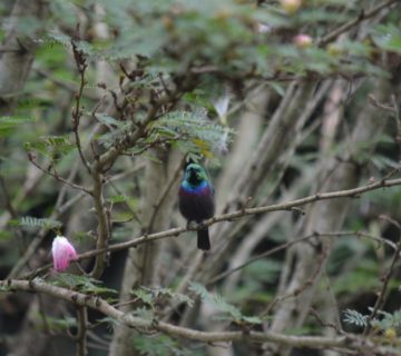 Birdwatching Excursion in Volcanoes National Park