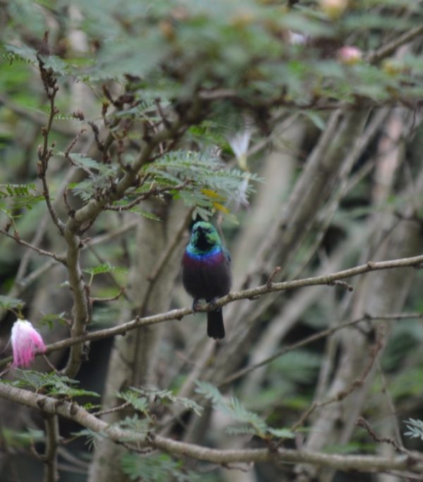 Birdwatching Excursion in Volcanoes National Park