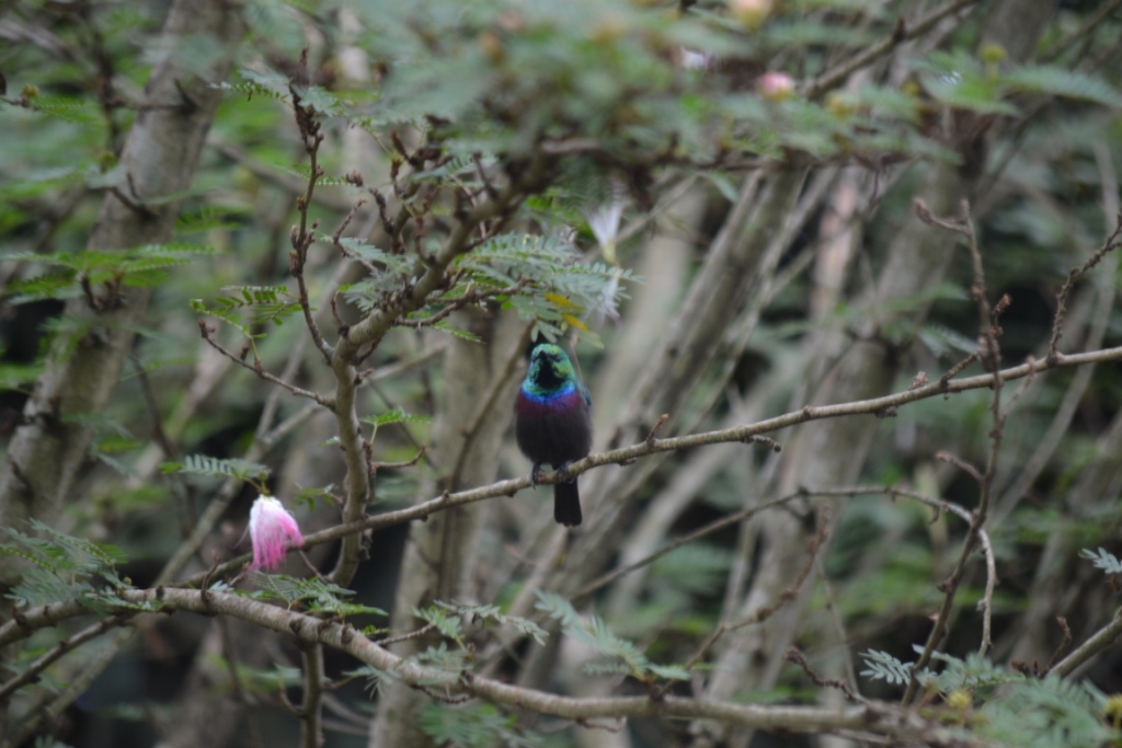 Birdwatching Excursion in Volcanoes National Park