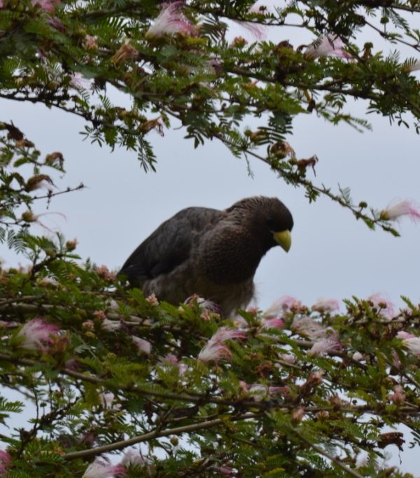 Birding in uganda5 600x683