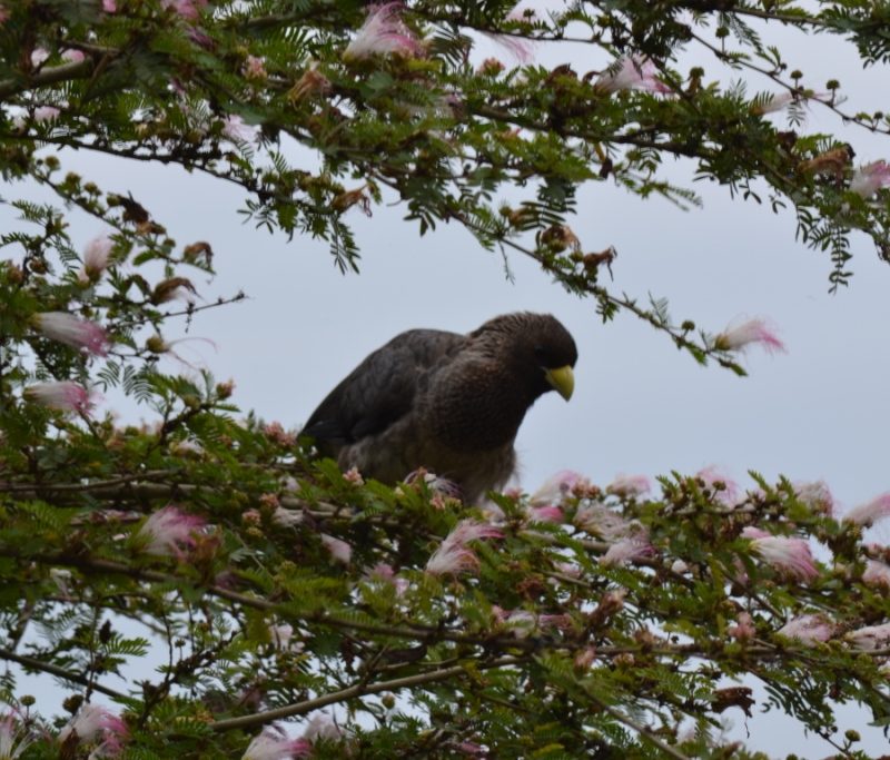 birding in uganda5 birding in uganda5