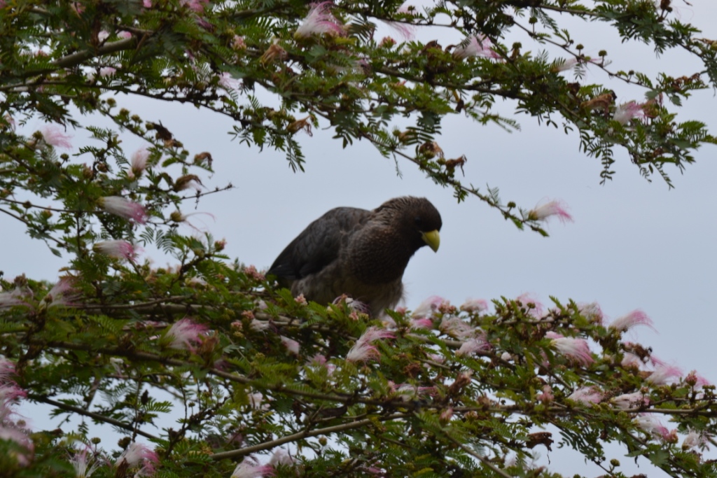 Birding in uganda5