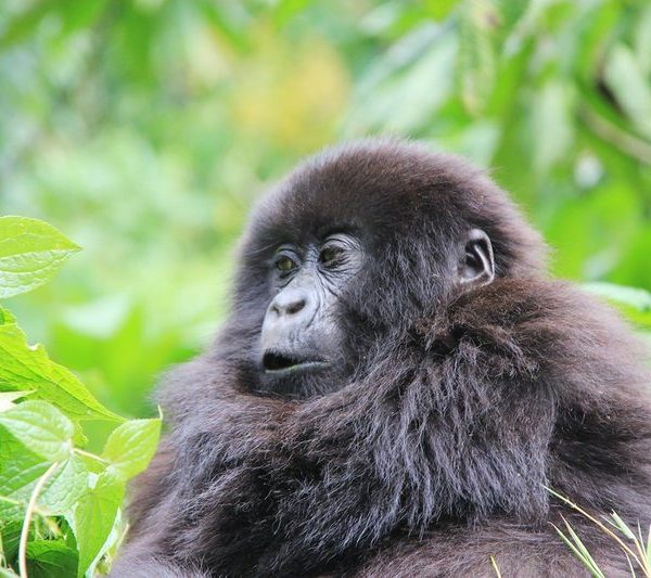 Mountain gorilla portrait in Buhoma sector for wildlife photography