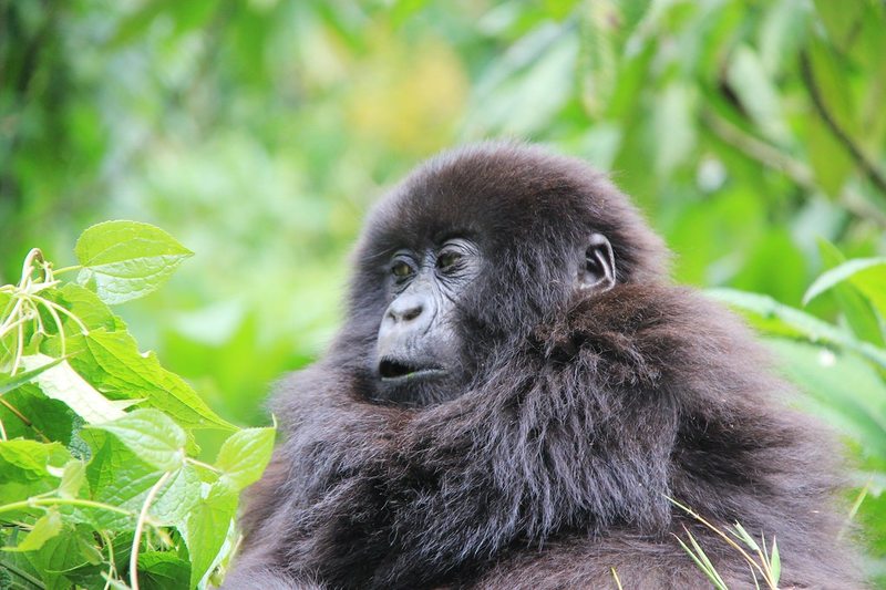 Mountain gorilla portrait in Buhoma sector for wildlife photography