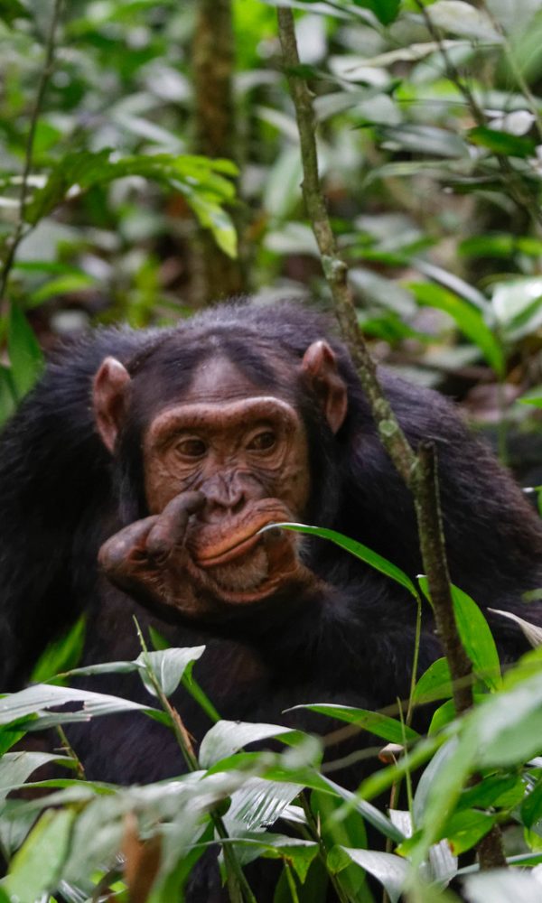 Chimpanzee habituation 600x1000