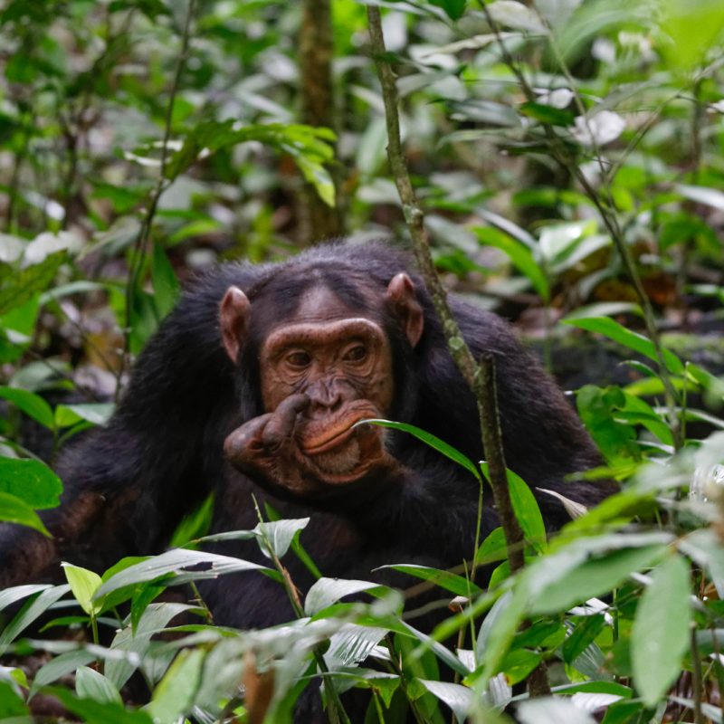 chimpanzee habituation chimpanzee habituation
