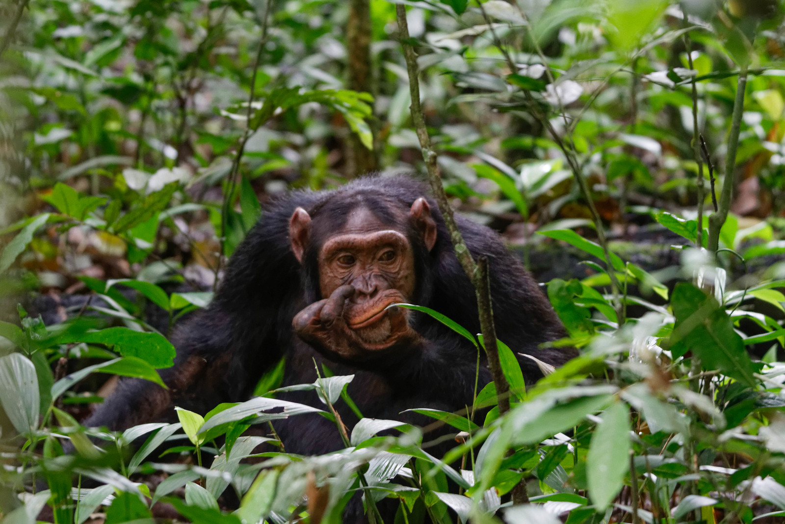Chimpanzee habituation