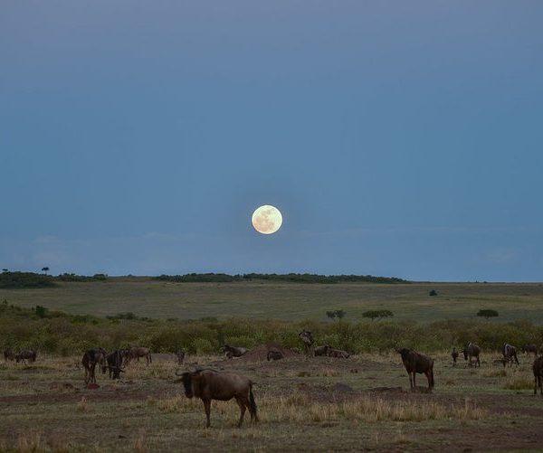 Moonrise over the East African night sky