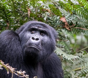 Close up of a mountain gorilla encountered during a safari trek, popular with both family and honeymoon travelers