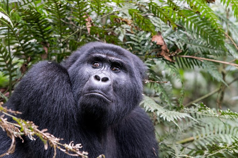 Close up of a mountain gorilla encountered during a safari trek, popular with both family and honeymoon travelers