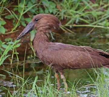 Hamerkop bird in a Uganda wetland