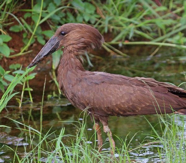 Hamerkop bird in a Uganda wetland