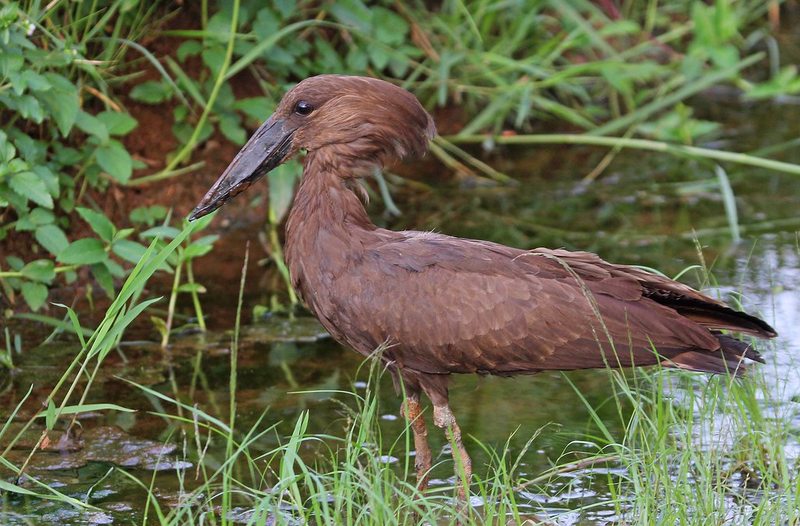 Hamerkop bird in a Uganda wetland