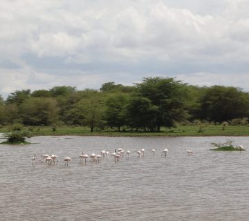 Flock of flamingos wading in Lake Manyara with forest backdrop