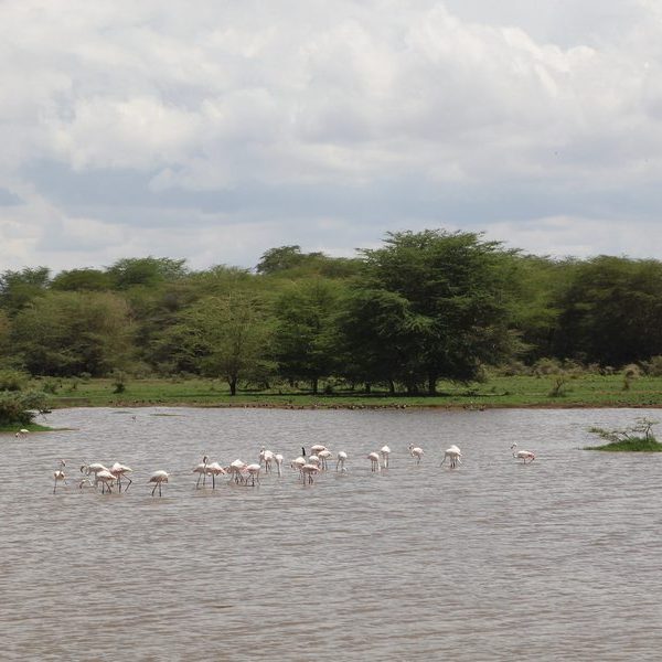 Flock of flamingos wading in Lake Manyara with forest backdrop