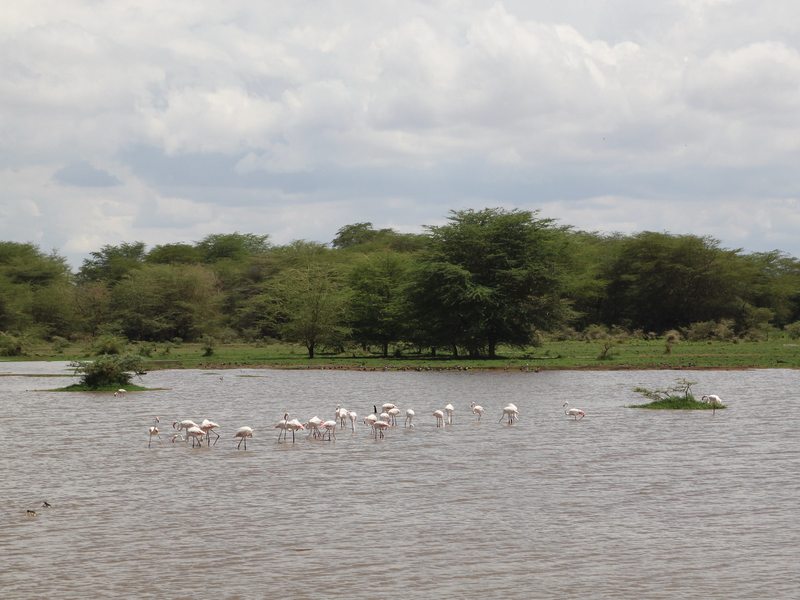Flock of flamingos wading in Lake Manyara with forest backdrop
