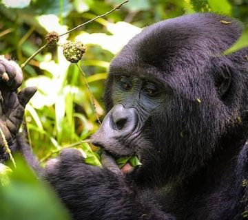 Close up of an eastern lowland gorilla feeding in dense forest foliage