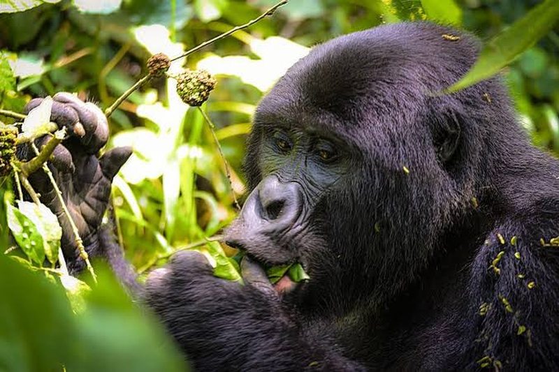 Close up of an eastern lowland gorilla feeding in dense forest foliage