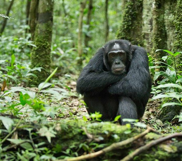 Chimpanzee resting on the forest floor in Kibale Forest National Park