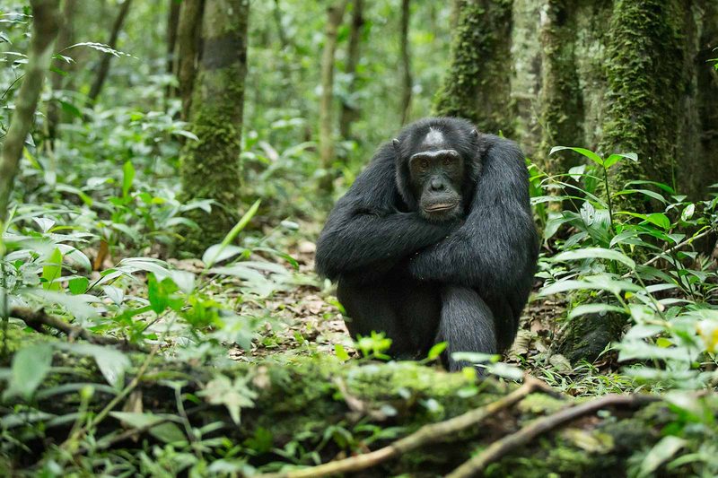 Chimpanzee resting on the forest floor in Kibale Forest National Park