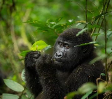 Mountain gorilla feeding on foliage in Bwindi Impenetrable Forest