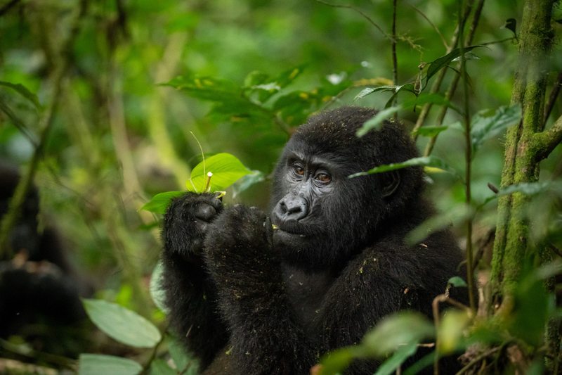 Mountain gorilla feeding on foliage in Bwindi Impenetrable Forest