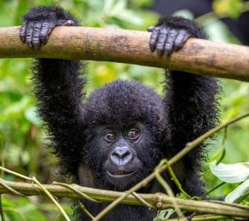 Baby eastern lowland gorilla in the rainforest of Kahuzi Biega National Park, DRC