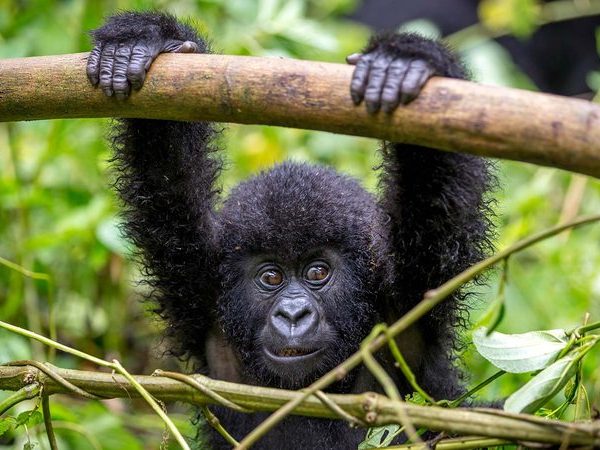 Baby eastern lowland gorilla in the rainforest of Kahuzi Biega National Park, DRC