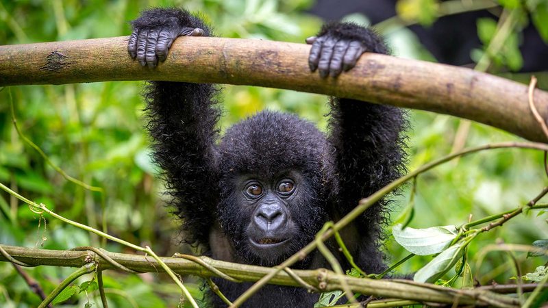Baby eastern lowland gorilla in the rainforest of Kahuzi Biega National Park, DRC