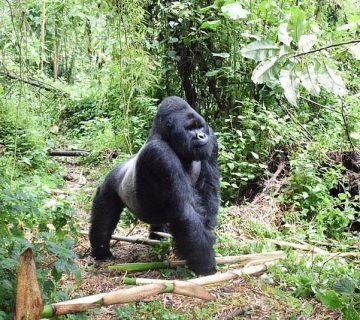 Eastern lowland gorilla in the forest of Kahuzi Biega National Park, Democratic Republic of Congo
