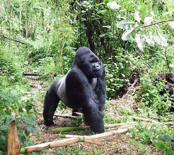 Eastern lowland gorilla in the forest of Kahuzi Biega National Park, Democratic Republic of Congo