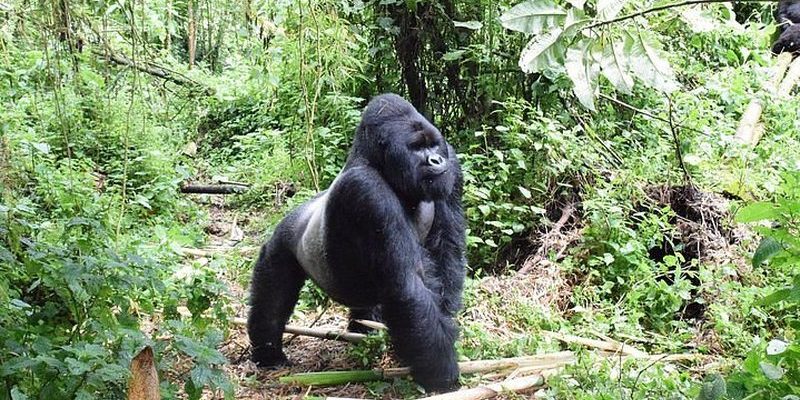 Eastern lowland gorilla in the forest of Kahuzi-Biega National Park, Democratic Republic of Congo