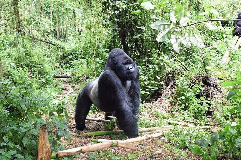 Eastern lowland gorilla in the forest of Kahuzi Biega National Park, Democratic Republic of Congo