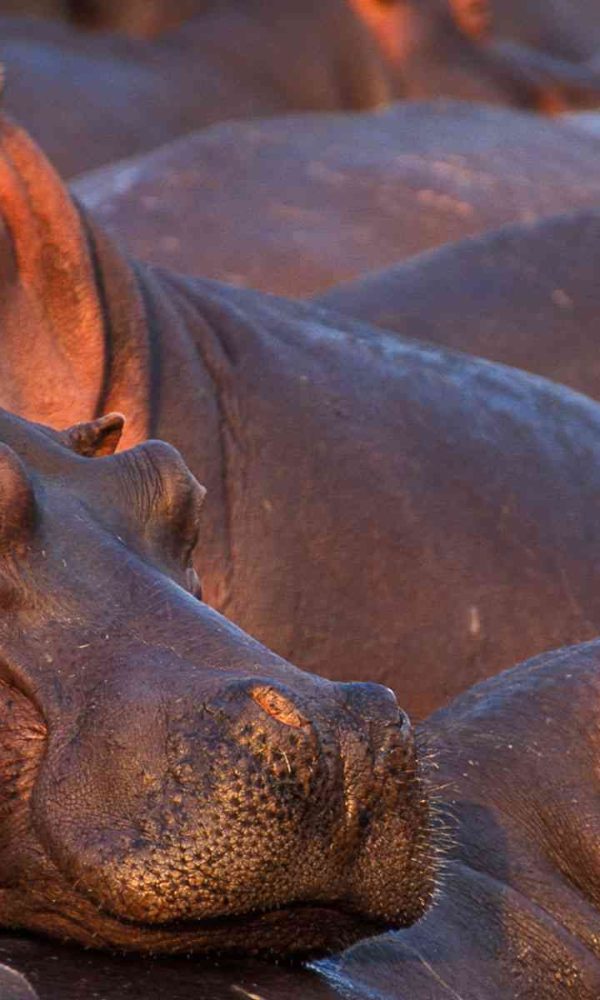 Hundreds of hippos packed into a shrinking dry season pool at Katavi National Park, Tanzania