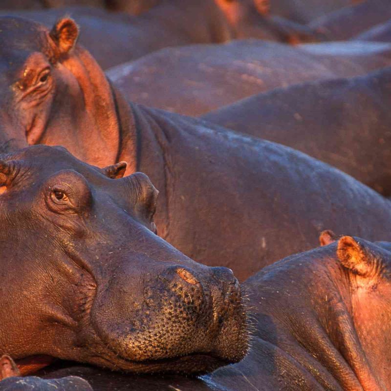 Hundreds of hippos packed into a shrinking dry-season pool at Katavi National Park, Tanzania