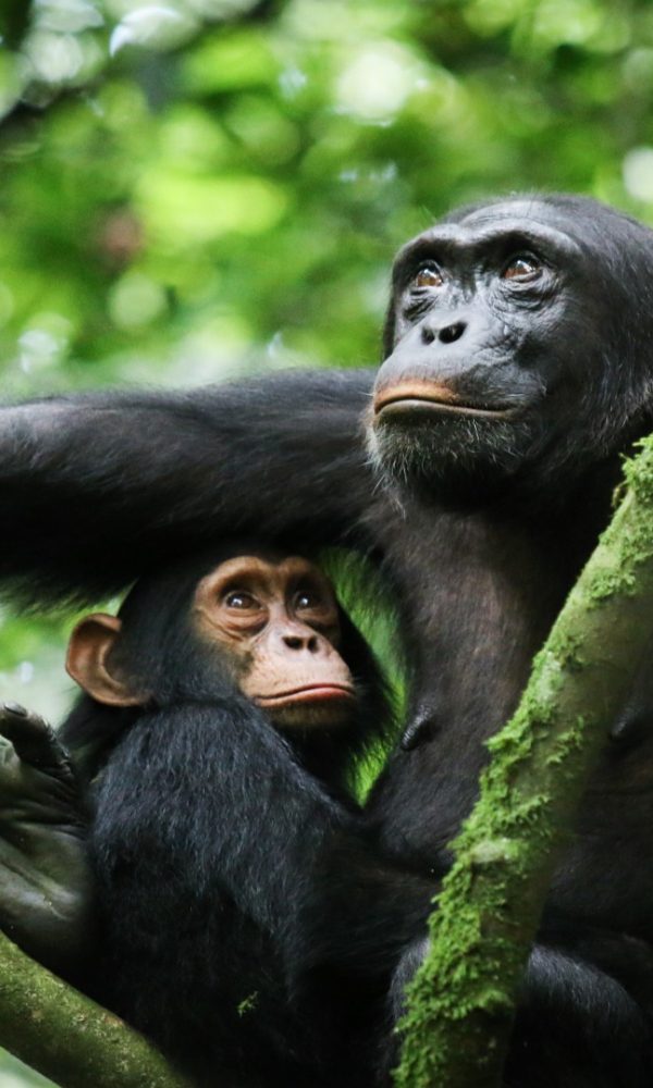 Mother and baby chimpanzee in Kibale Forest National Park, Uganda