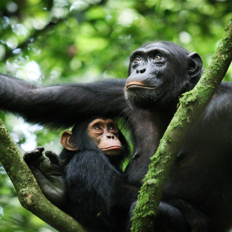 Mother and baby chimpanzee in Kibale Forest National Park, Uganda