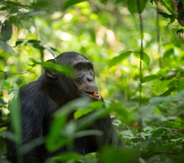 Chimpanzee in Kibale Forest National Park, Uganda